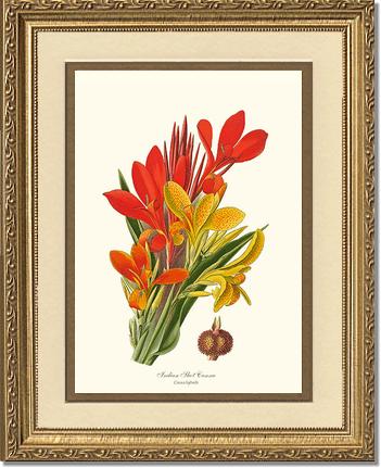 Canna, Indian Shot | Flower/Floral Art Print