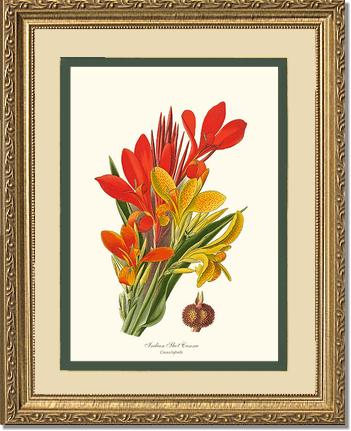 Canna, Indian Shot | Flower/Floral Art Print