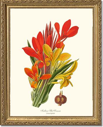 Canna, Indian Shot | Flower/Floral Art Print