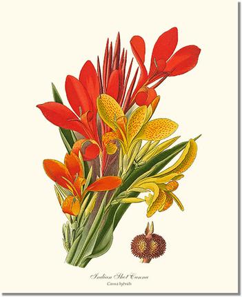 Canna, Indian Shot | Flower/Floral Art Print