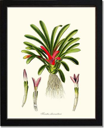 Karatas scheremetiewi | Flower/Floral Art Print