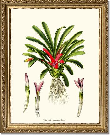 Karatas scheremetiewi | Flower/Floral Art Print