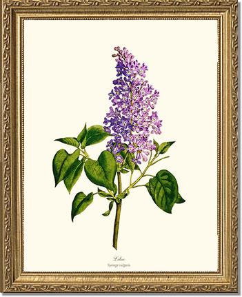 Lilac | Flower/Floral Art Print