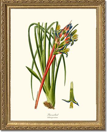 Bromeliad | Flower/Floral Art Print