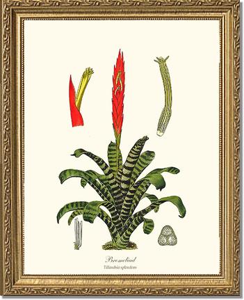 Bromeliad | Flower/Floral Art Print