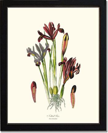 Iris, Netted | Flower/Floral Art Print