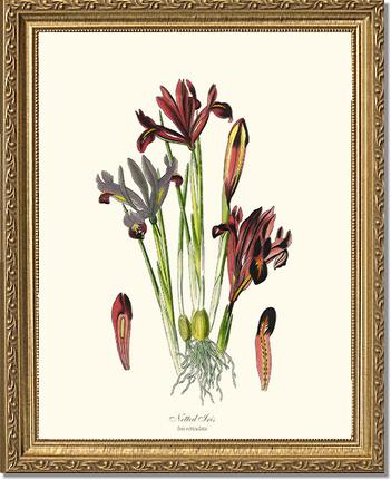 Iris, Netted | Flower/Floral Art Print