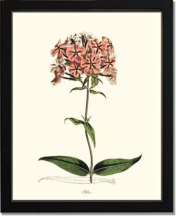 Phlox | Flower/Floral Art Print