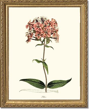 Phlox | Flower/Floral Art Print