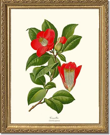 Camellia | Flower/Floral Art Print