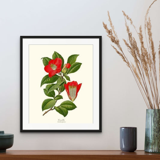 Camellia | Flower/Floral Art Print