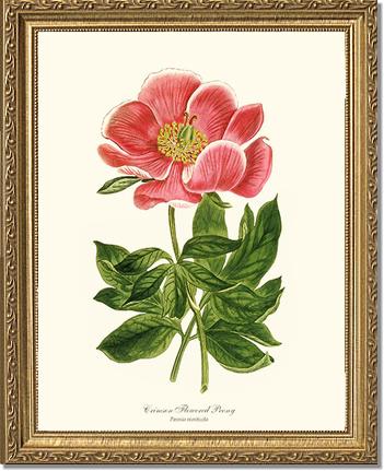 Peony, Crimson Flowered | Flower/Floral Art Print
