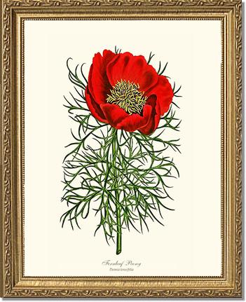 Peony, Fernleaf | Flower/Floral Art Print