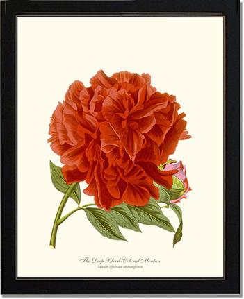 Peony, Deep Blood | Flower/Floral Art Print