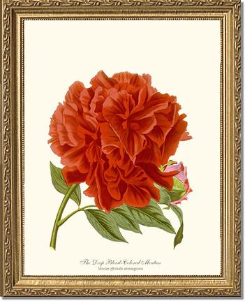 Peony, Deep Blood | Flower/Floral Art Print
