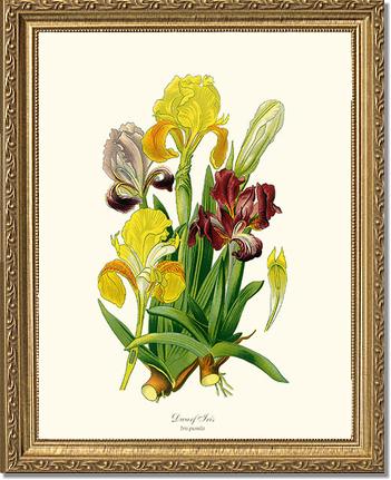 Iris, Dwarf | Flower/Floral Art Print