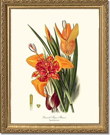 Tiger Flower | Flower/Floral Art Print