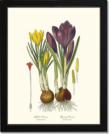 Crocus, Yellow/Spring | Flower/Floral Art Print