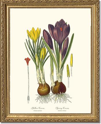 Crocus, Yellow/Spring | Flower/Floral Art Print