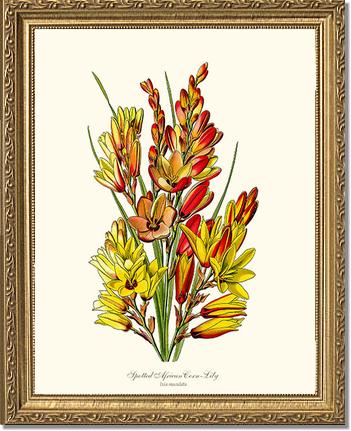 Spotted African Cornlily | Flower/Floral Art Print
