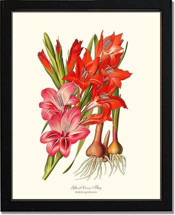 Gladiolus | Flower/Floral Art Print