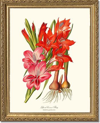 Gladiolus | Flower/Floral Art Print