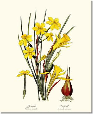 Flower Floral Print:  Daffodil