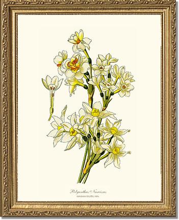 Narcissus | Flower/Floral Art Print