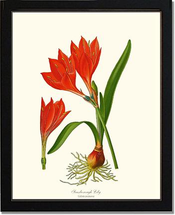 Lily, Scarborough | Flower/Floral Art Print