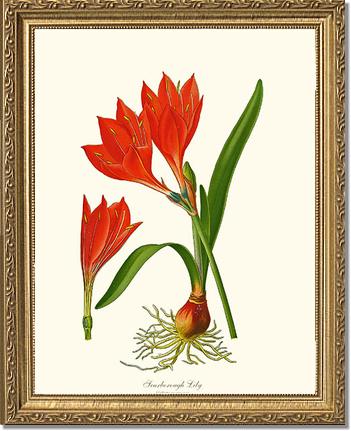 Lily, Scarborough | Flower/Floral Art Print