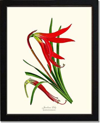 Lily, Jacobean | Flower/Floral Art Print