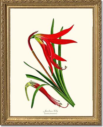 Lily, Jacobean | Flower/Floral Art Print