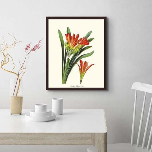 Clivia miniata | Flower/Floral Art Print