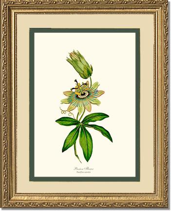 Passion Flower | Flower/Floral Art Print