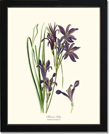 Lily, Siberian | Flower/Floral Art Print