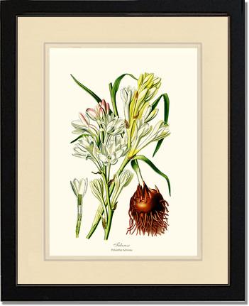 Tuberose | Flower/Floral Art Print