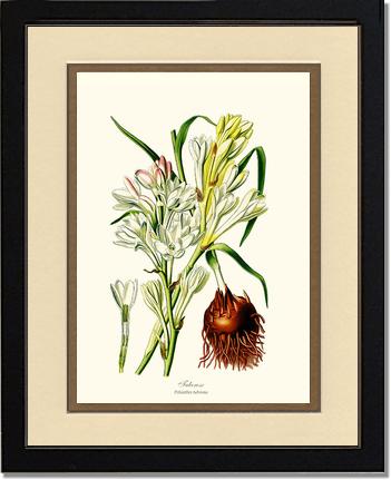Tuberose | Flower/Floral Art Print