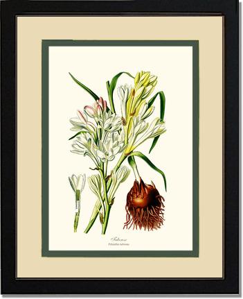 Tuberose | Flower/Floral Art Print