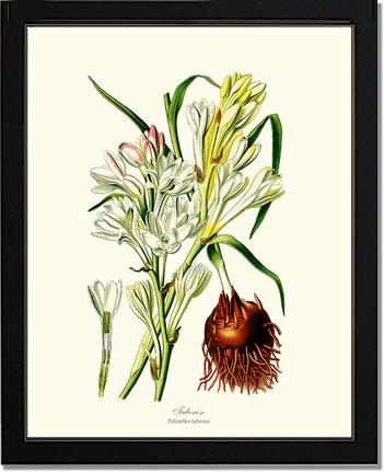 Tuberose | Flower/Floral Art Print