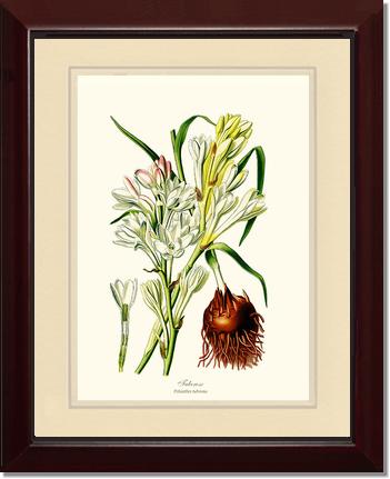 Tuberose | Flower/Floral Art Print