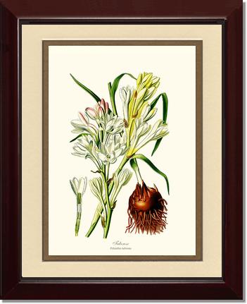 Tuberose | Flower/Floral Art Print