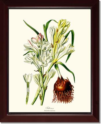 Tuberose | Flower/Floral Art Print