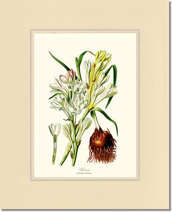 Tuberose | Flower/Floral Art Print