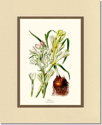 Tuberose | Flower/Floral Art Print
