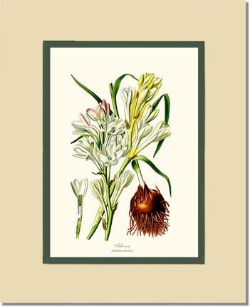 Tuberose | Flower/Floral Art Print