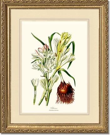 Tuberose | Flower/Floral Art Print