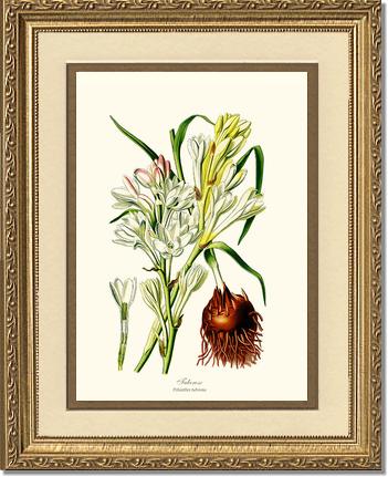 Tuberose | Flower/Floral Art Print