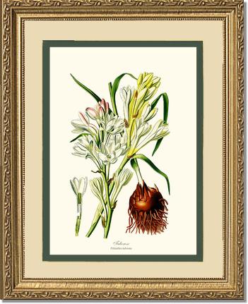 Tuberose | Flower/Floral Art Print