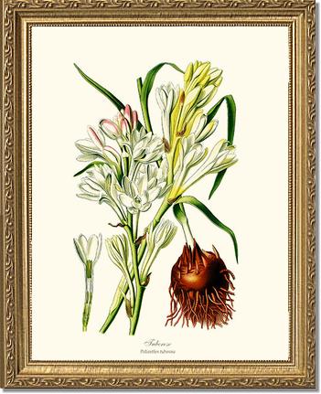Tuberose | Flower/Floral Art Print