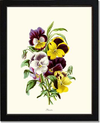 Pansies | Flower/Floral Art Print